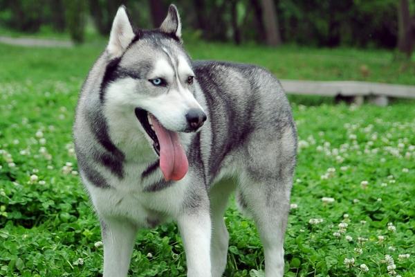 梦到了脚粘屎代表什么