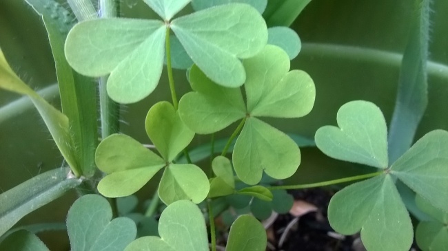 梦到手机被老师没收是什么预兆 梦到手机被老师没收是什么预兆