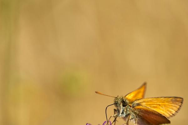 梦到自己去厕所是好事还是坏事 梦到自己去厕所是好事还是坏事