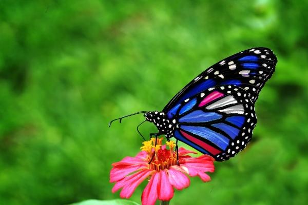 梦到抢劫金店有什么寓意吗 梦到抢劫金店有什么寓意吗