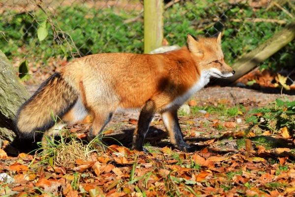 梦到了自己开卡车的预兆 梦到了自己开卡车的预兆