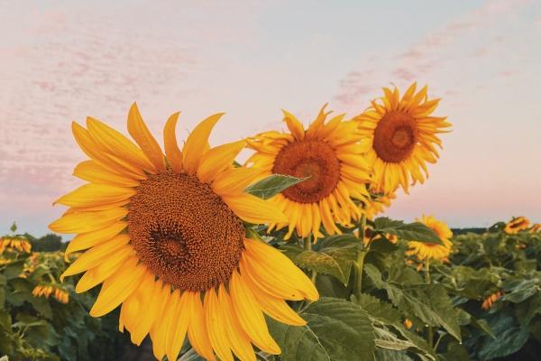 梦到捉燕子预示什么 梦到捉燕子预示什么