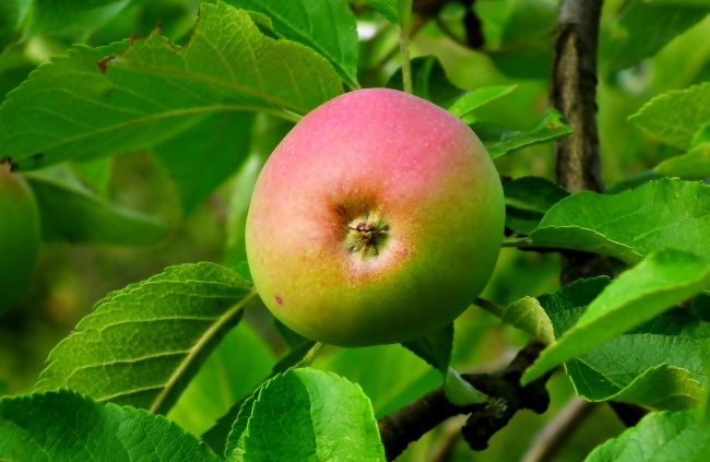 梦到白白胖胖的小孩预示着什么 梦到白白胖胖的小孩预示着什么