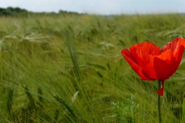 梦见鸡抱卵是啥预兆 梦见鸡抱卵是啥预兆