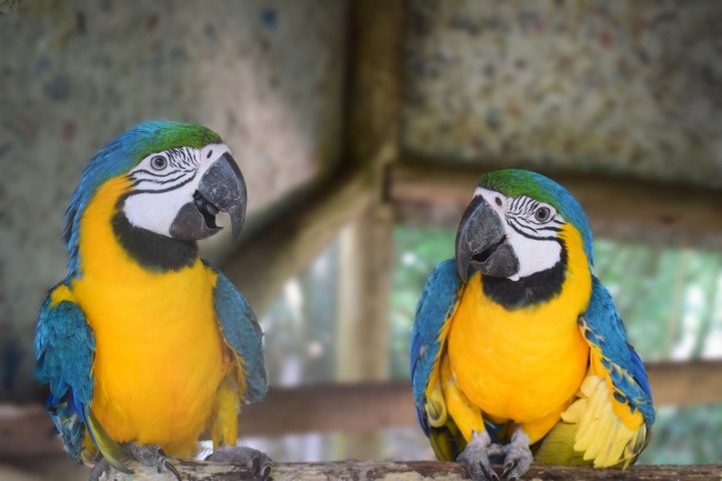 2026生肖蛇双喜临门 2026生肖蛇双喜临门