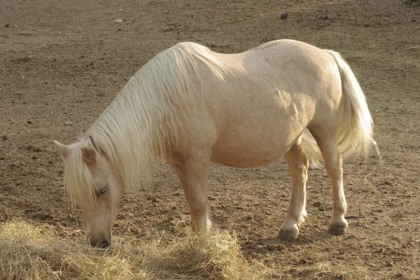 1970年几月狗命苦 1970年几月狗命苦