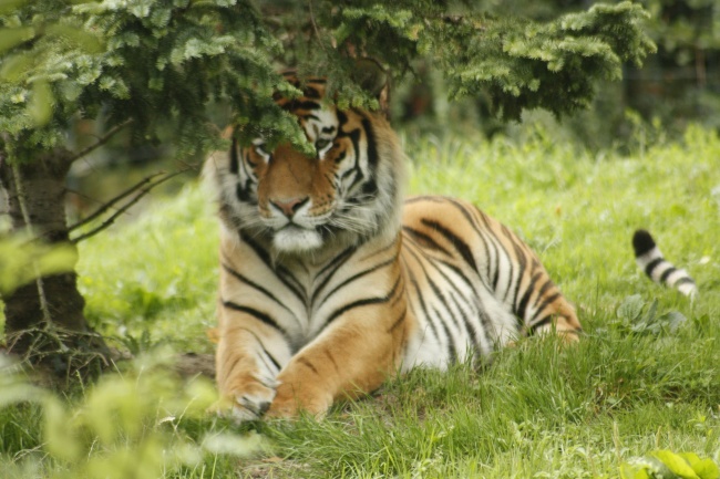 81年属鸡女后半辈子孤独吗