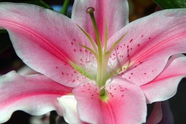 54年的马晚年靠谁 54年的马晚年靠谁