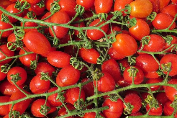 1982属狗二婚最后归宿 1982属狗二婚最后归宿