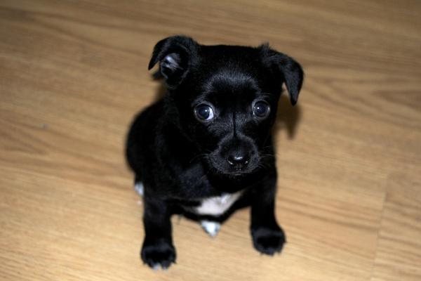 2026谁能陷害属鸡人,2026属相鸡其背后的小人到底是谁 2026谁能陷害属鸡人,2026属相鸡其背后的小人到底是谁