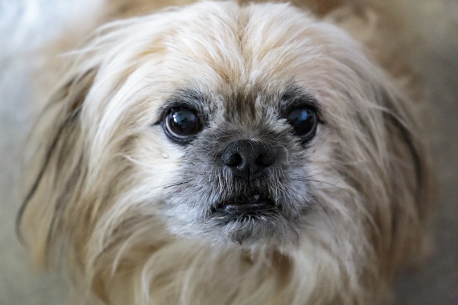 2026属马人戴什么最旺 2026属马人戴什么最旺