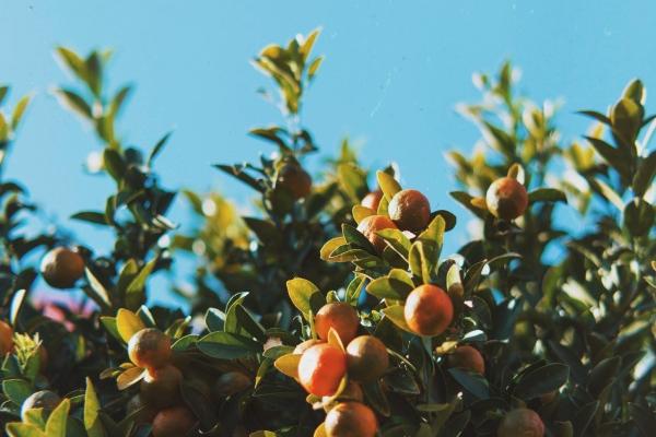 2026年属虎的命运怎么样