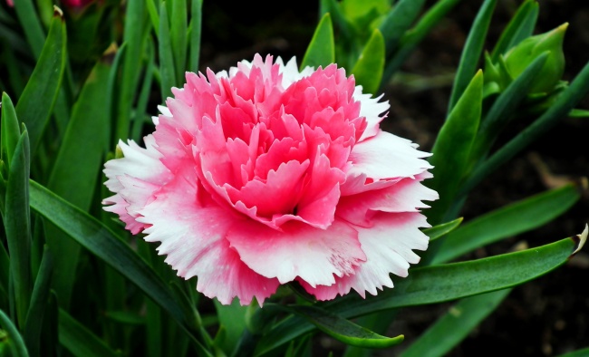 2026年蛇的最佳贵人 2026年蛇的最佳贵人