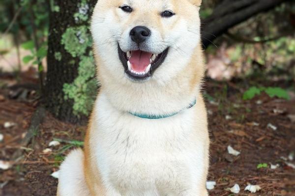 2026年属牛的命运怎么样