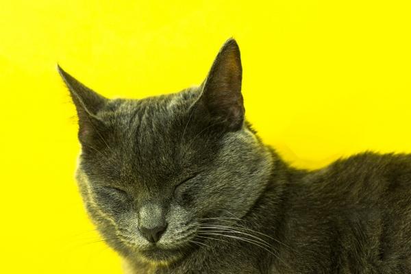 属狗人最非常容易爱上谁