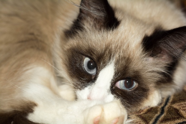 2026年鸡的绝佳贵人 2026年鸡的绝佳贵人