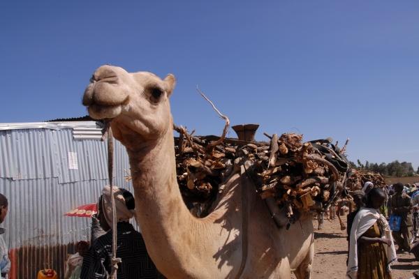 女虎几点出生最享福命