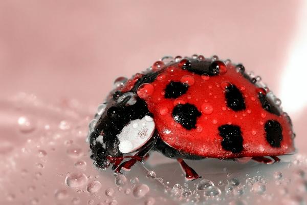 什么生肖看不起属蛇的人 什么生肖看不起属蛇的人