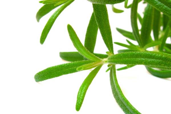 报恩的孩子几月出生