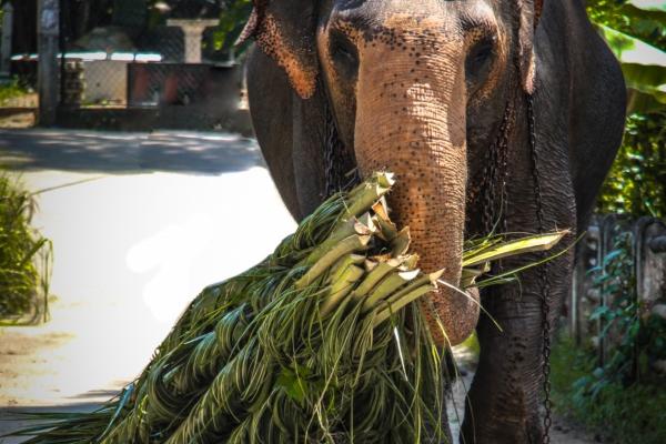 2026年鼠的最佳贵人