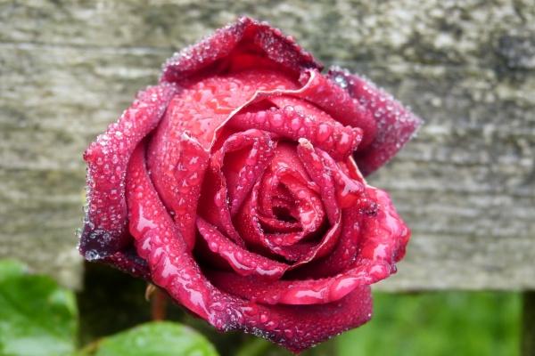 梦到了尖嘴鱼意味着什么 梦到了尖嘴鱼意味着什么