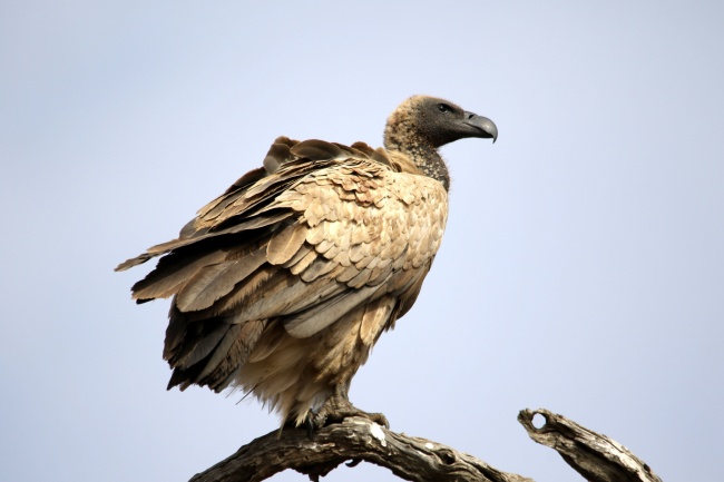 2026年属龙的会顺利吗 2026年属龙的会顺利吗