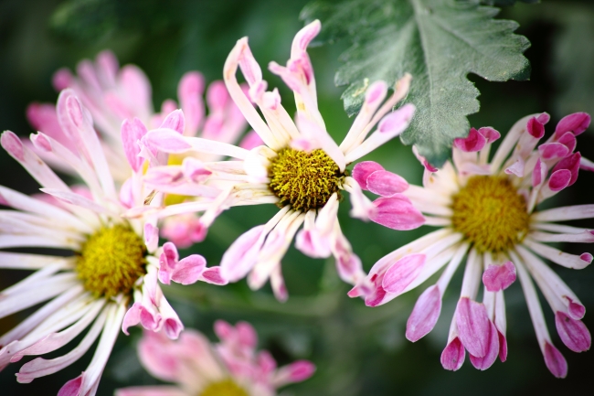 78属马女2026年运势 78属马女2026年运势