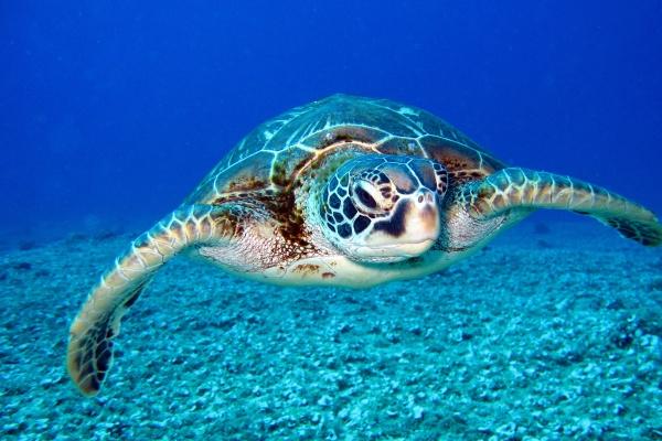 属鼠人2026年注意事项和风水 属鼠人2026年注意事项和风水