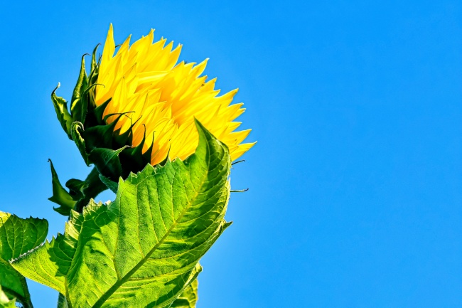 2026属虎人会有桃花运，2026年属虎人感情运