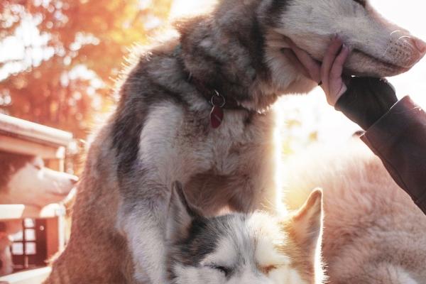 属牛人2026年注意事项和风水学