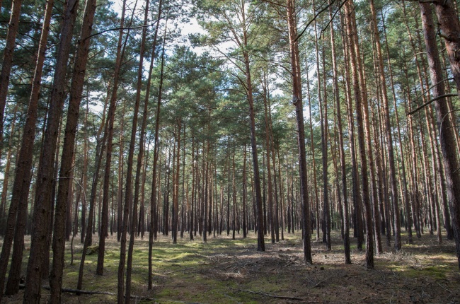 属马人的运气婚姻一生概述 属马人的运气婚姻一生概述