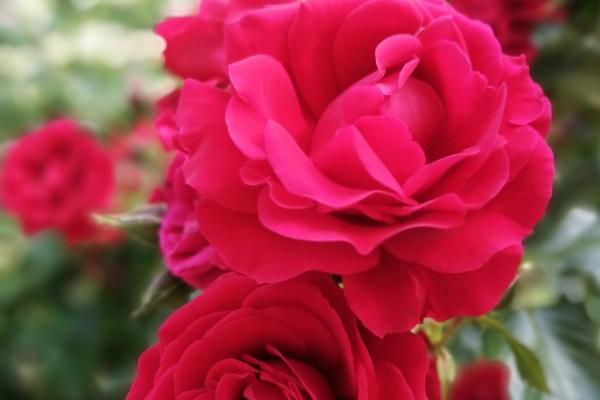 梦到自己孕吐有什么预示吗 梦到自己孕吐有什么预示吗