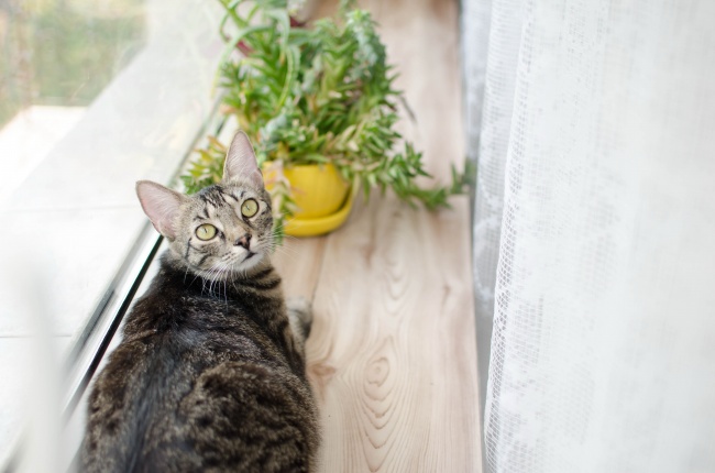 梦到拾到项链是吉兆吗? 梦到拾到项链是吉兆吗?