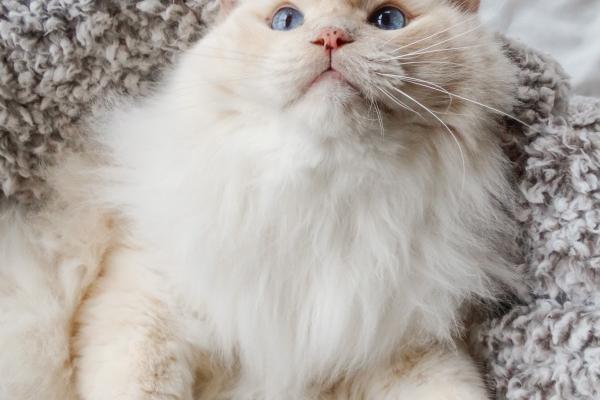 2026年属虎人佩戴哪些最旺财