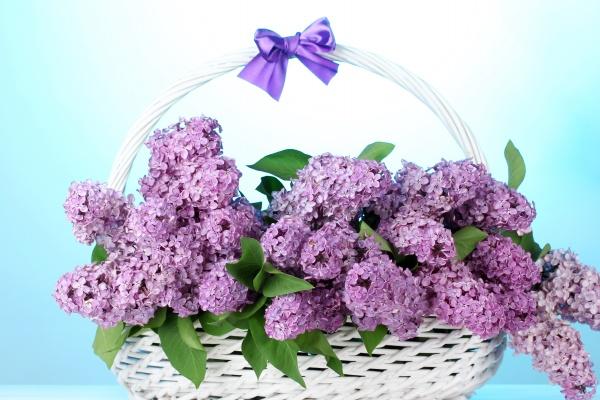 2026年属虎大灾已过了吗