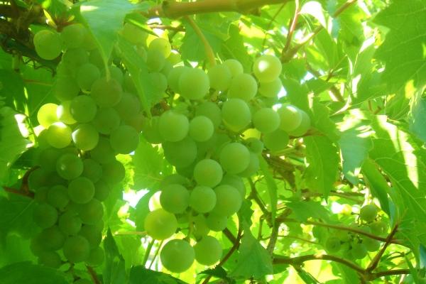 2026年属马大灾已过了吗 2026年属马大灾已过了吗