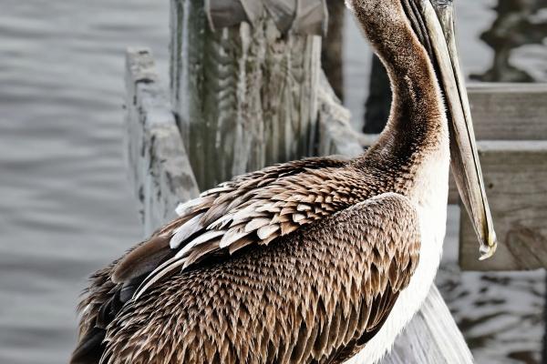 属龙人比较容易爱上谁
