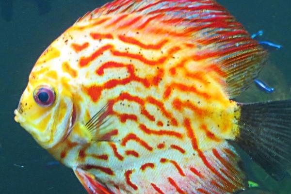 属蛇人出生几月命硬 属蛇人出生几月命硬