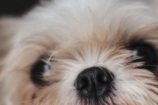 92猴与96鼠是绝命婚姻 92猴与96鼠是绝命婚姻