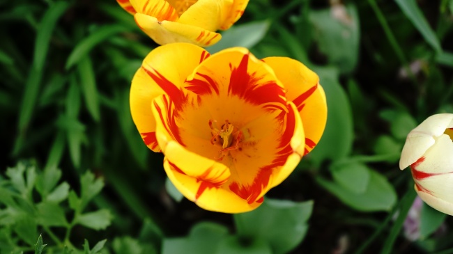 2025属兔流年不利 2025属兔流年不利