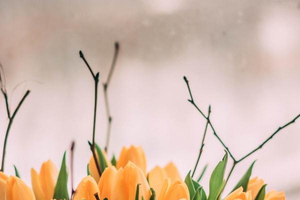 羊最忌讳的三个属相