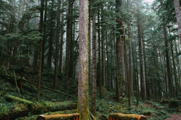 1971年属猪2026年运势 1971年属猪2026年运势