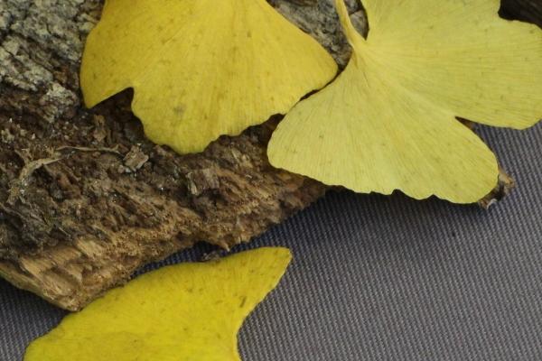 属鸡人和谁一起最有钱