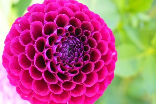 羊与哪一个属相犯冲