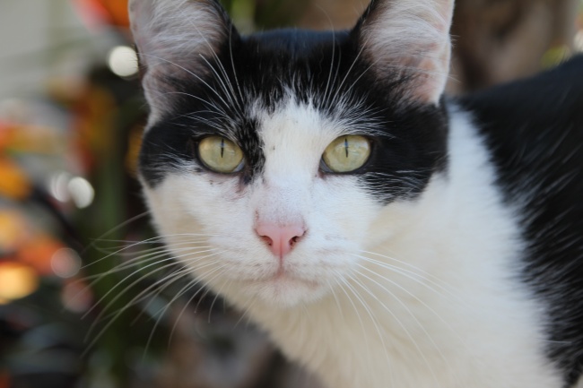 80猴女是苦命猴或是富猴