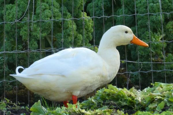 2025属虎几月有贵人 2025属虎几月有贵人