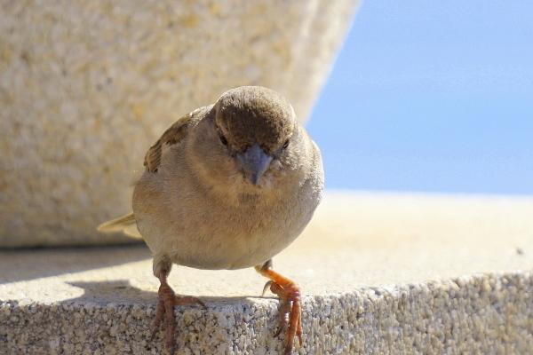凤凰最旺三个属相 凤凰最旺三个属相