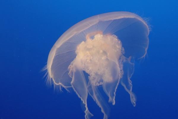 1988年是土龙或是木龙