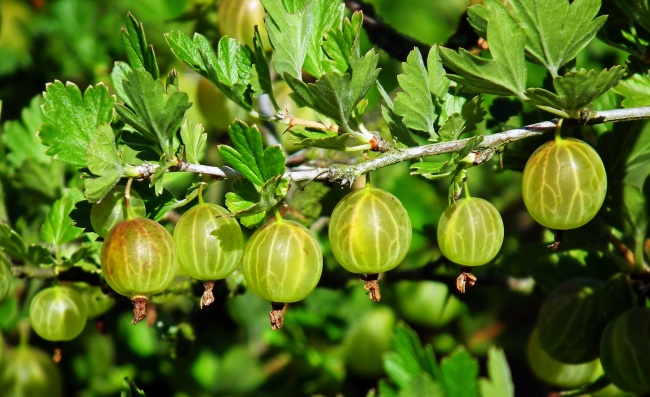 属相兔2026年会遇见什么灾难