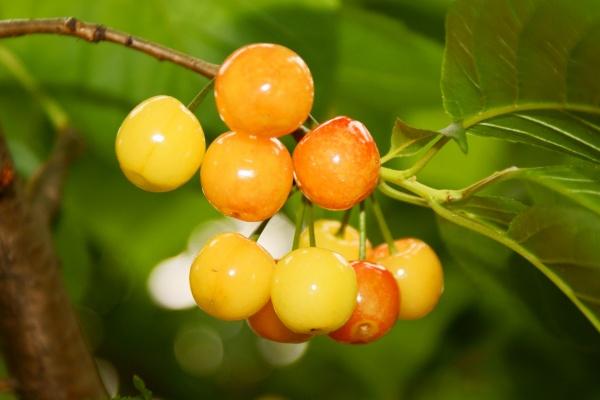 属相鼠2026年运势吉凶预测怎样 属相鼠2026年运势吉凶预测怎样